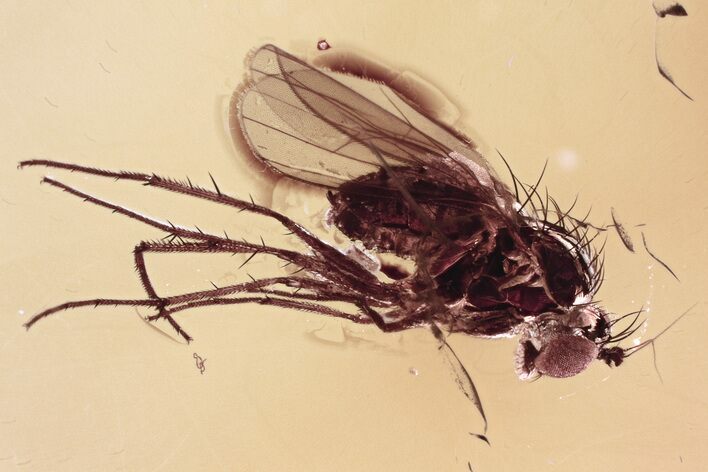Detailed Fossil Long-Legged Fly (Dolichopodidae) in Baltic Amber #330700